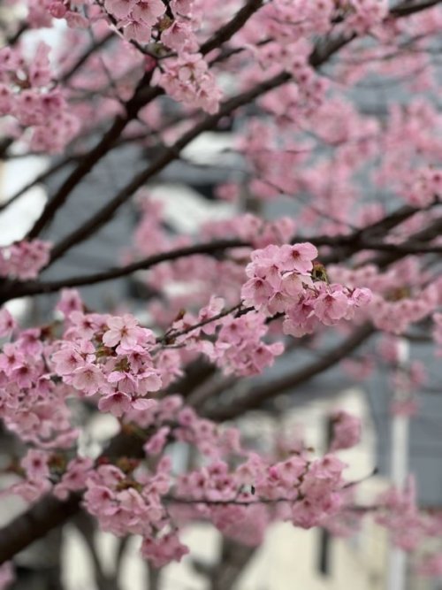 cherry blossoms